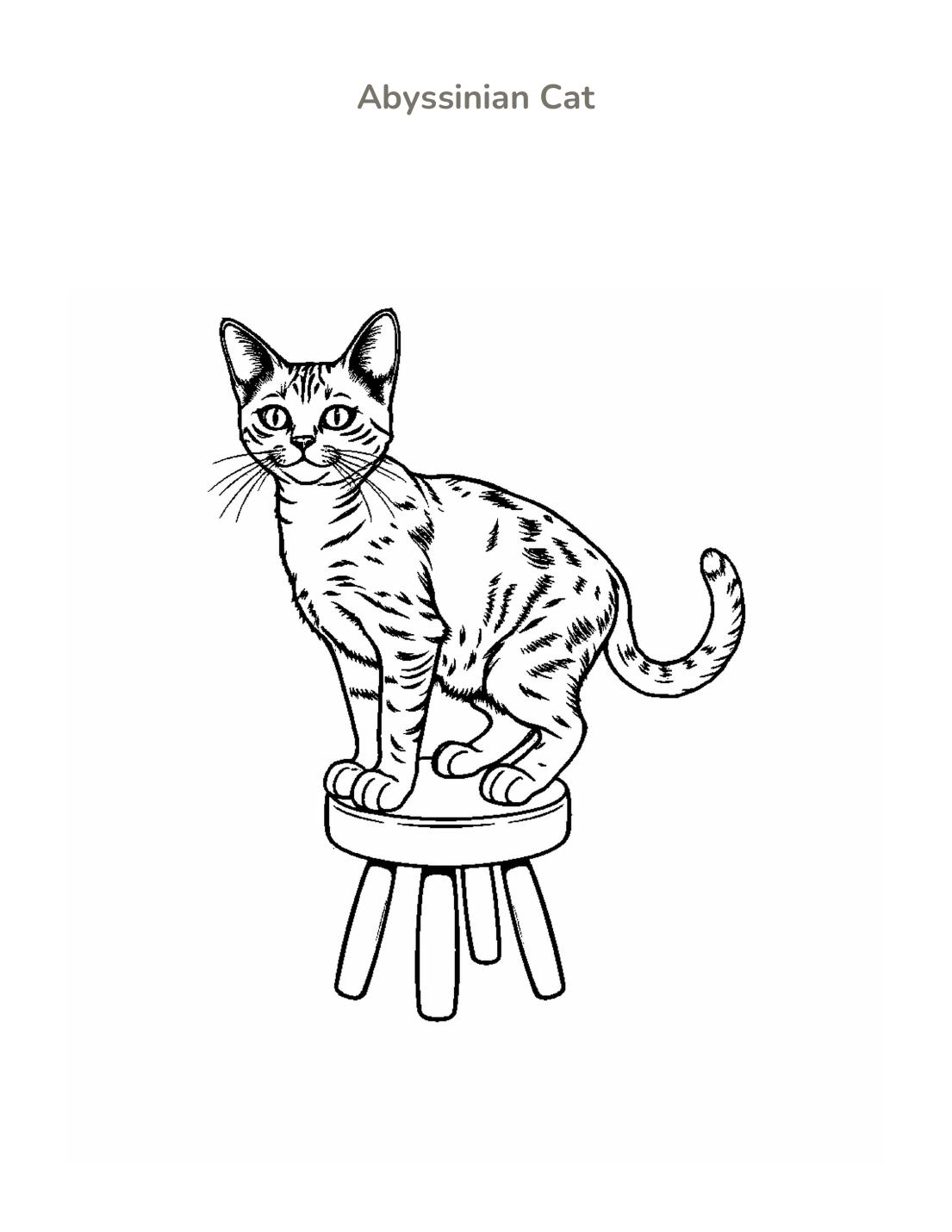 Abyssinian Cat Coloring Page cover