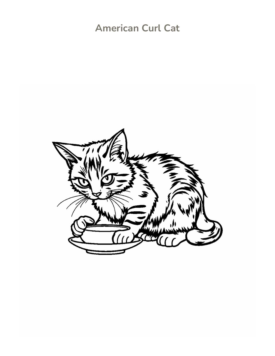 American Curl Cat Coloring Page cover