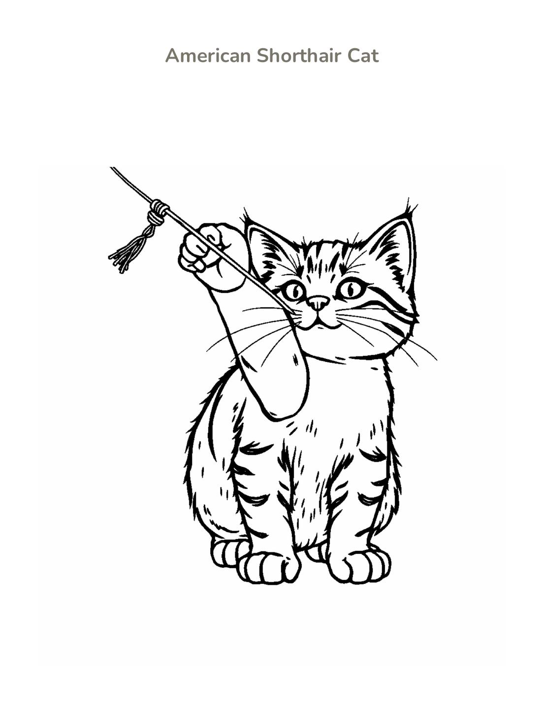 American Shorthair Cat Coloring Page cover