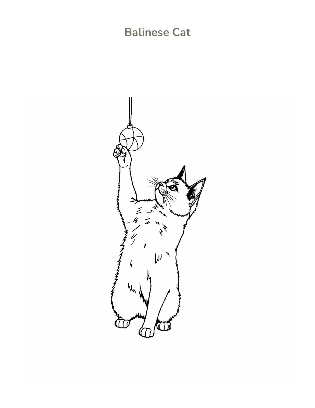Balinese Cat Coloring Page cover