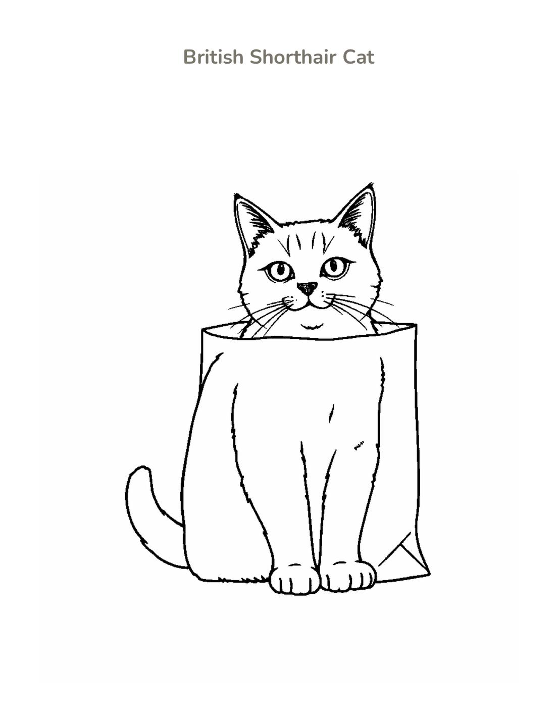 British Shorthair Cat Coloring Page cover