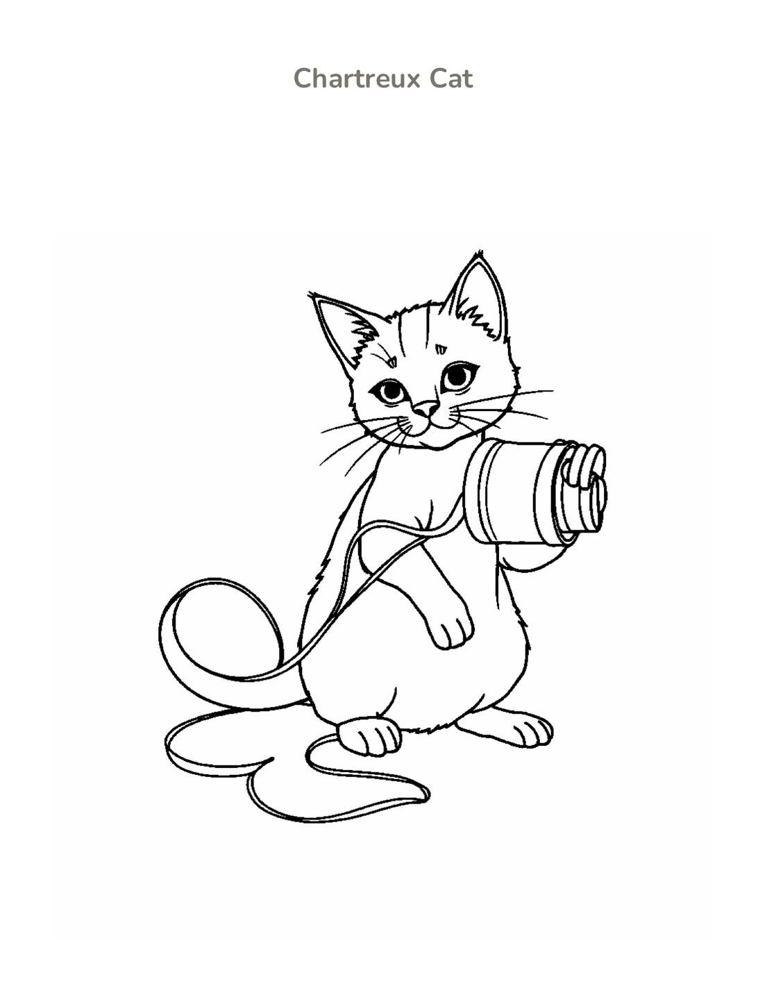Chartreux Cat Coloring Page cover