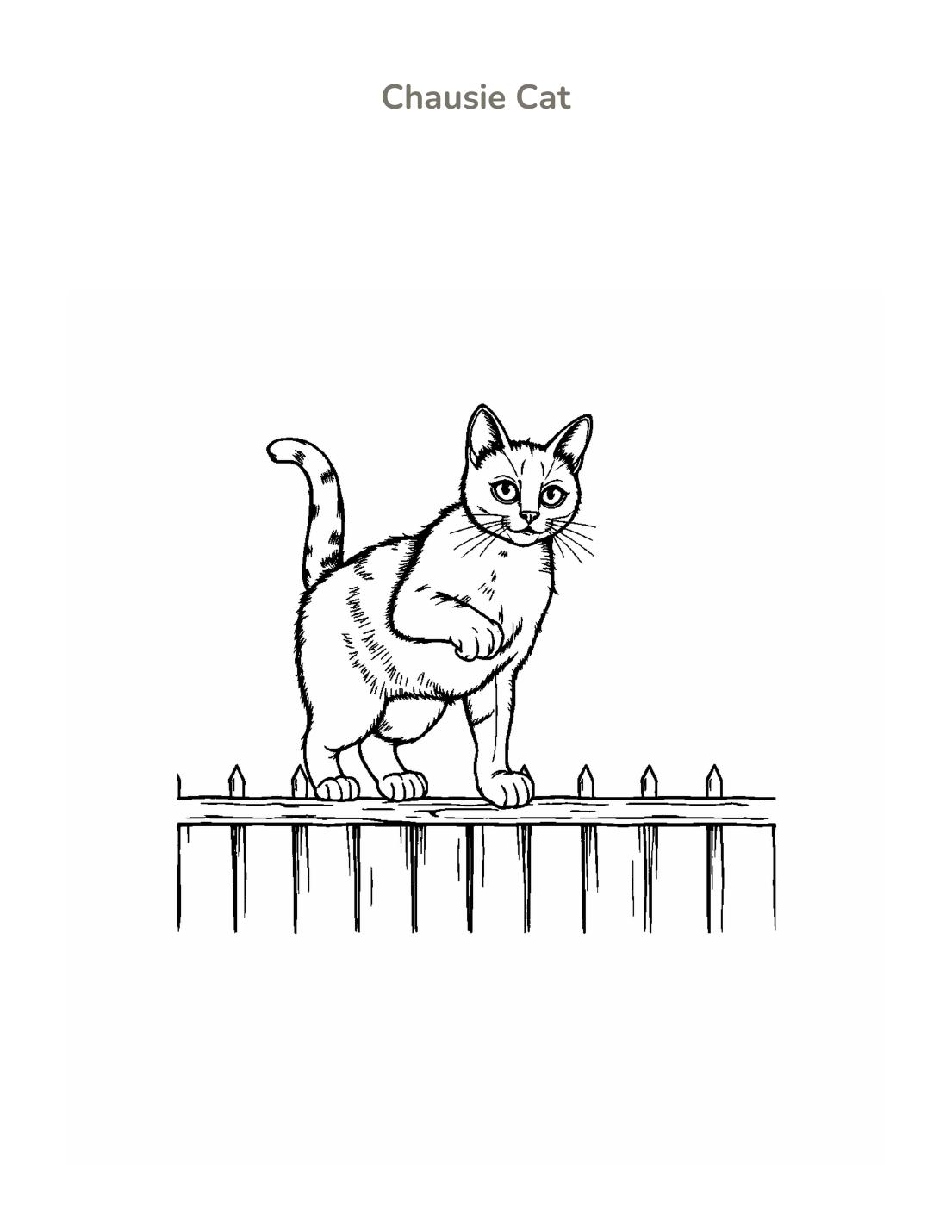 Chausie Cat Coloring Page cover
