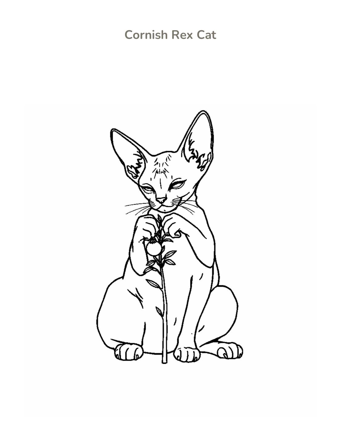 Cornish Rex Cat Coloring Page cover