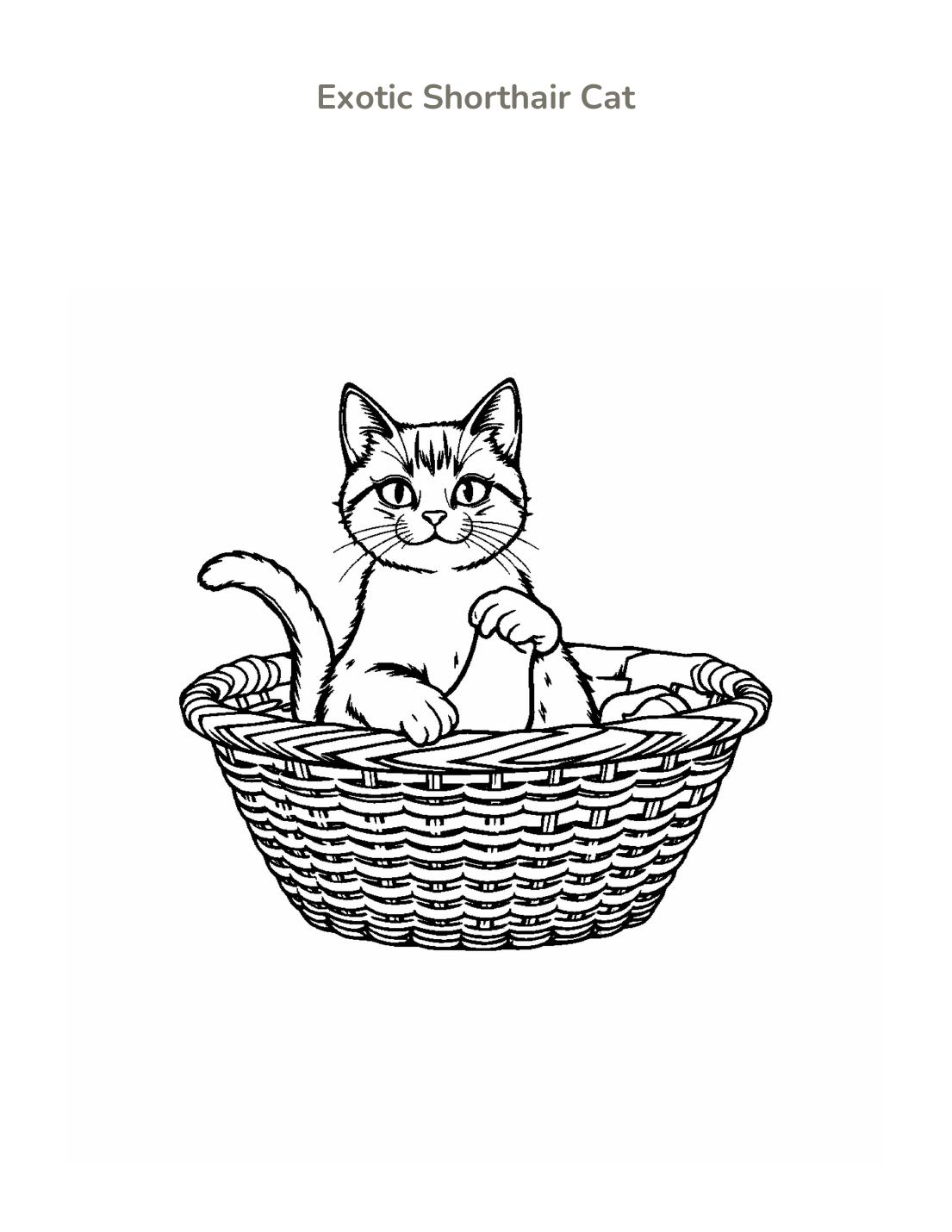 Exotic Shorthair Cat Coloring Page cover
