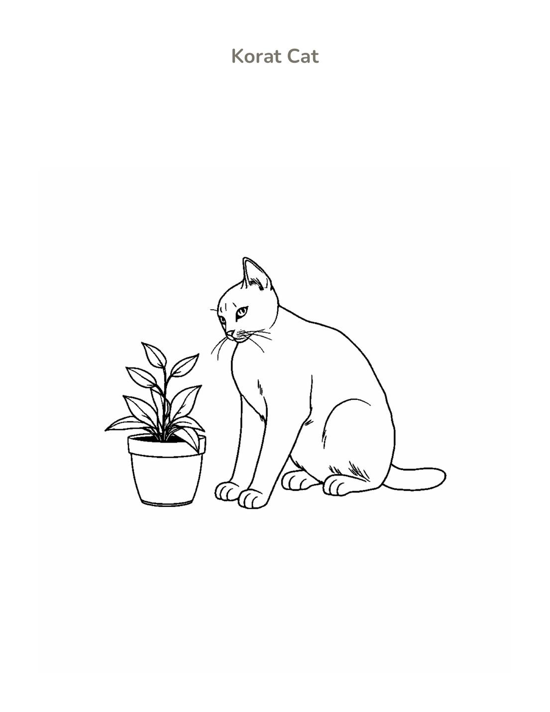 Korat Cat Coloring Page cover