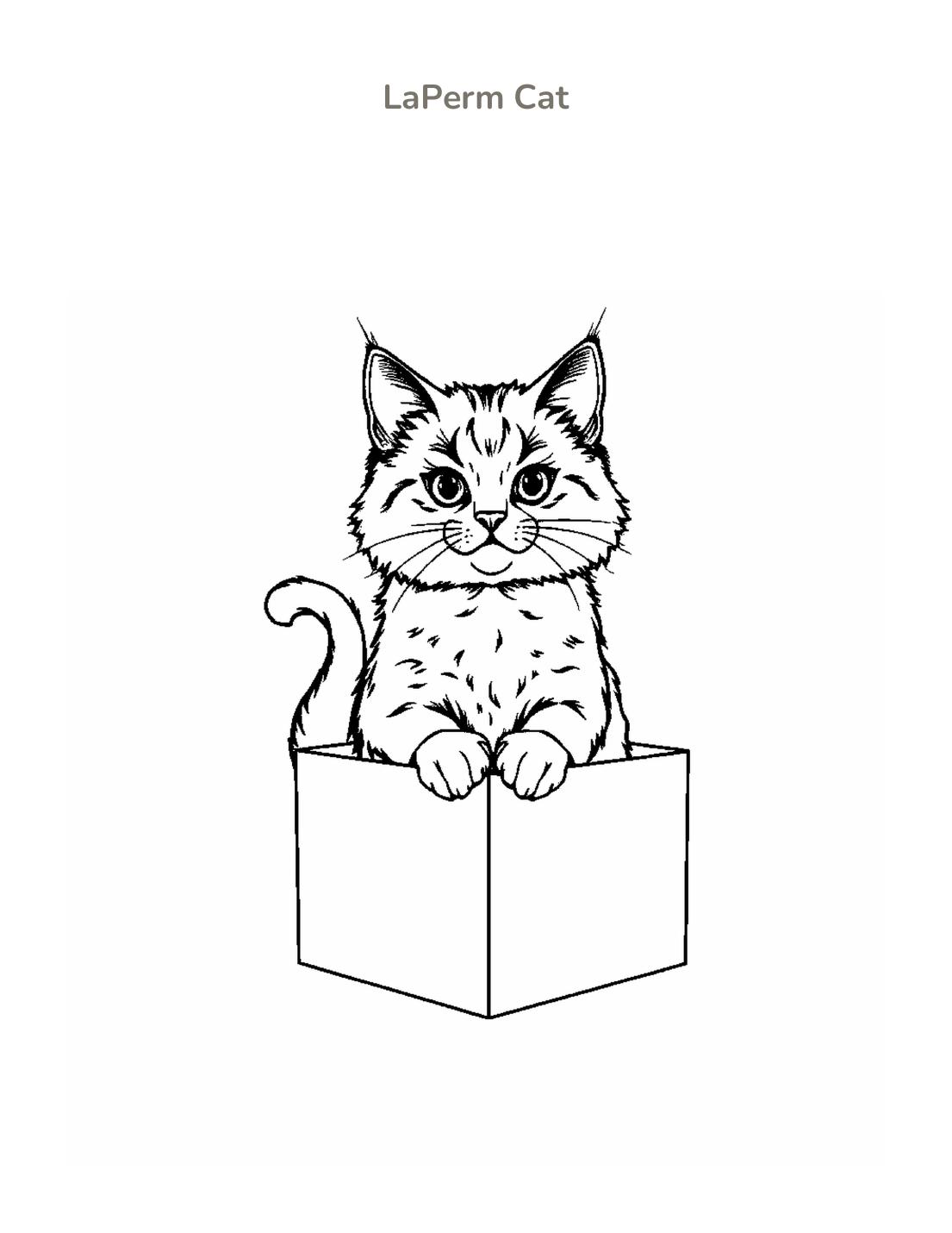 LaPerm Cat Coloring Page cover