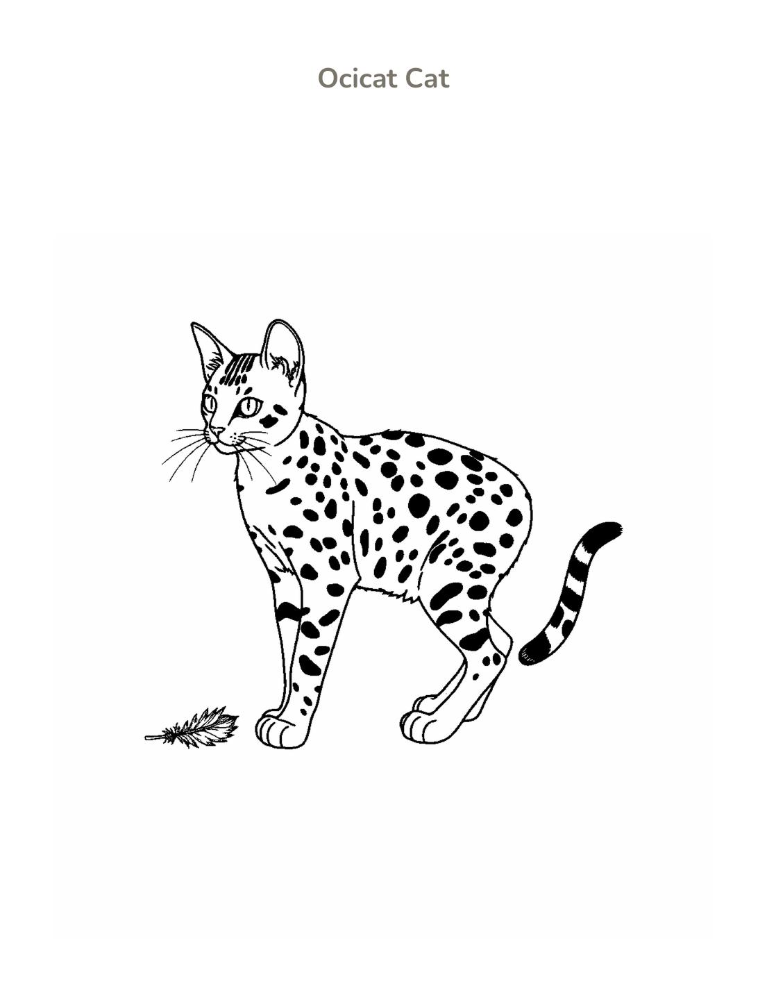 Ocicat Cat Coloring Page cover