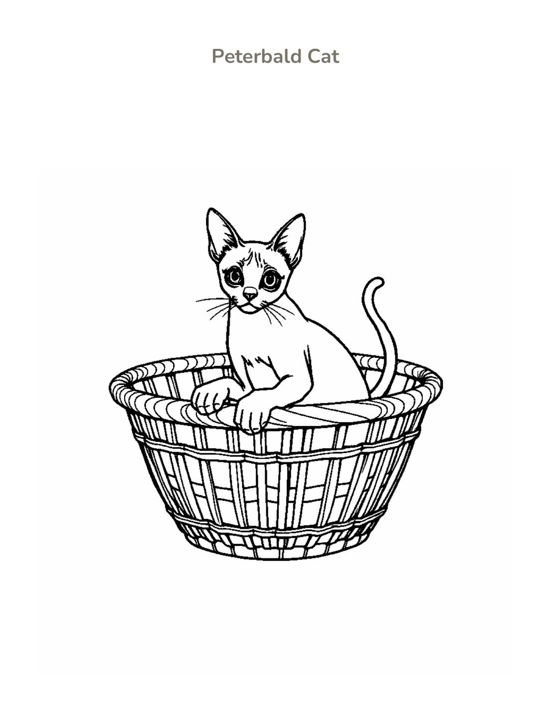 Peterbald Cat Coloring Page cover