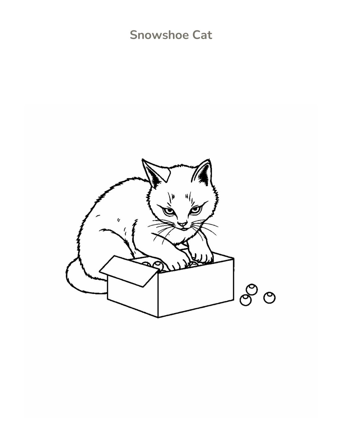 Snowshoe Cat Coloring Page cover