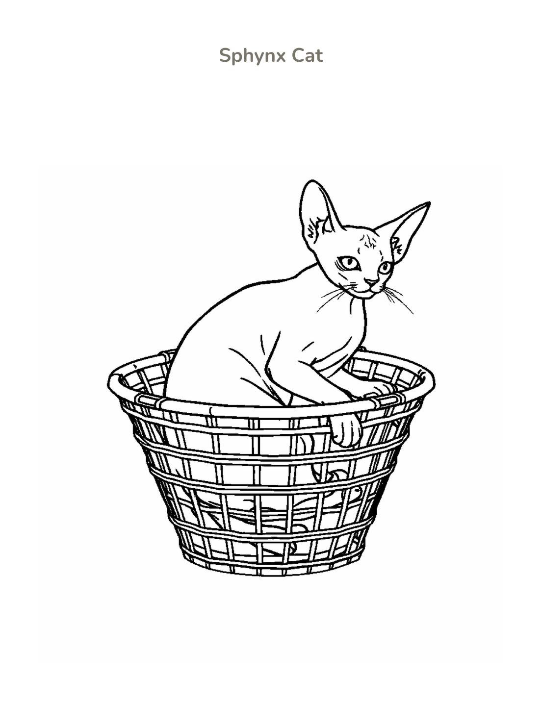 Sphynx Cat Coloring Page cover
