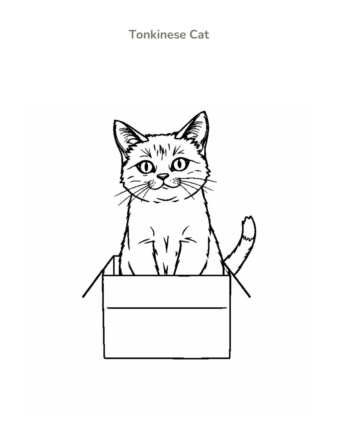 Tonkinese Cat Coloring Page cover