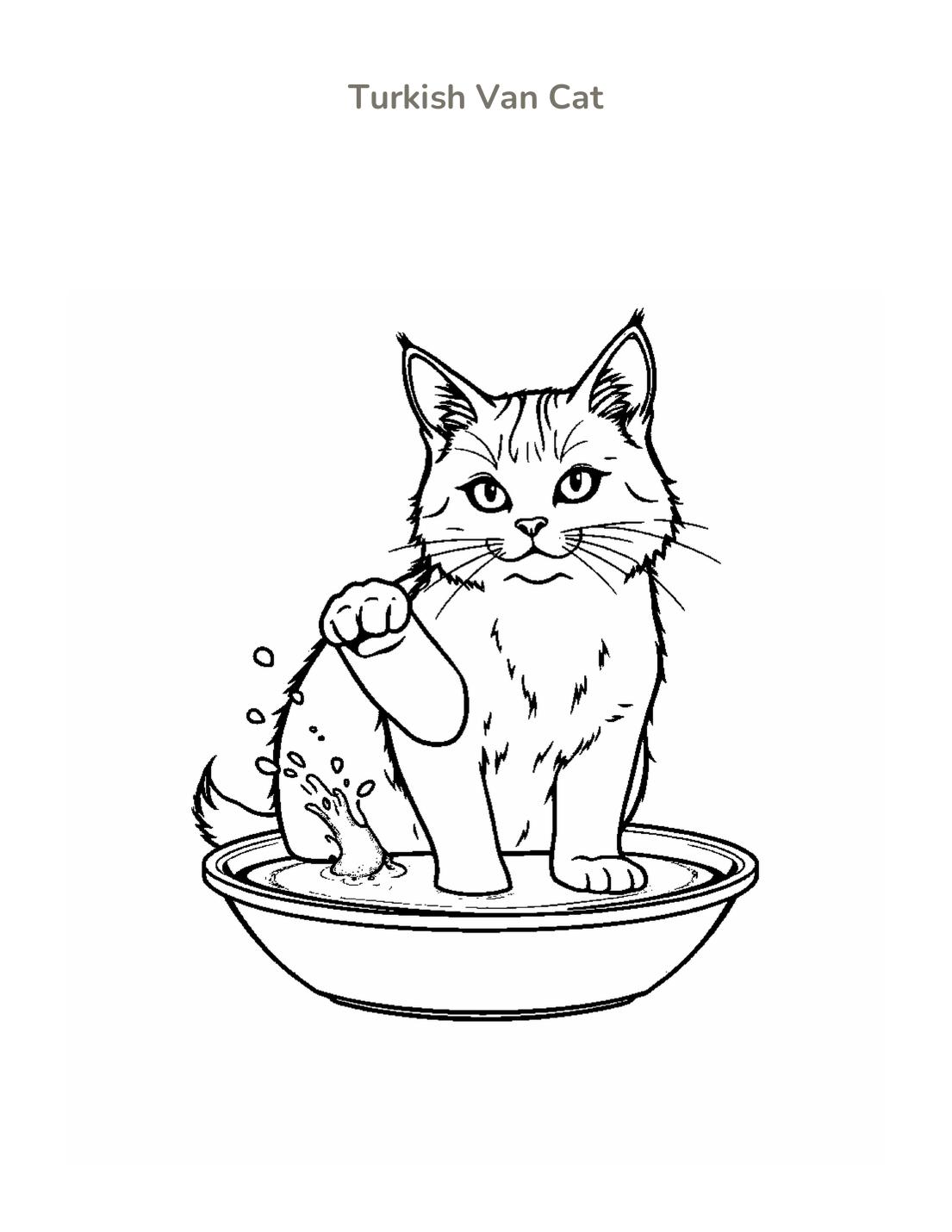 Turkish Van Cat Coloring Page cover